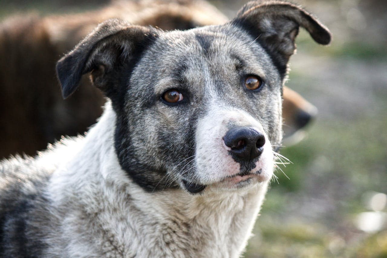 Australian Cattle Dog