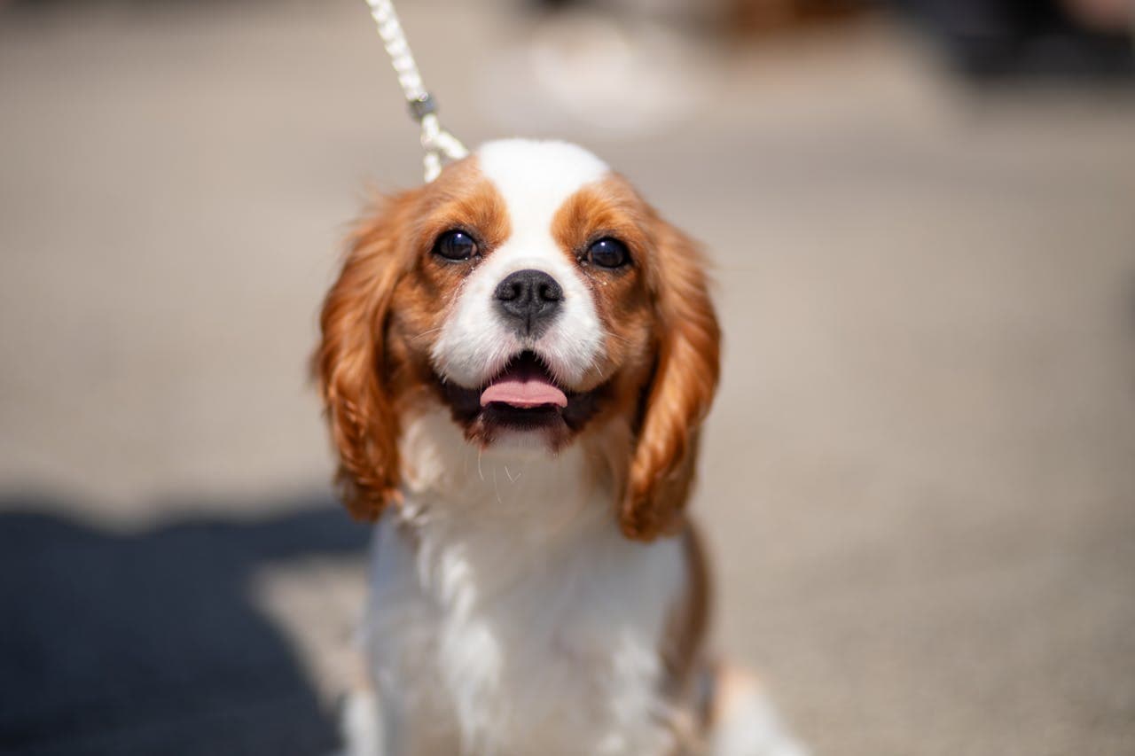 Cavalier King Charles Spaniel