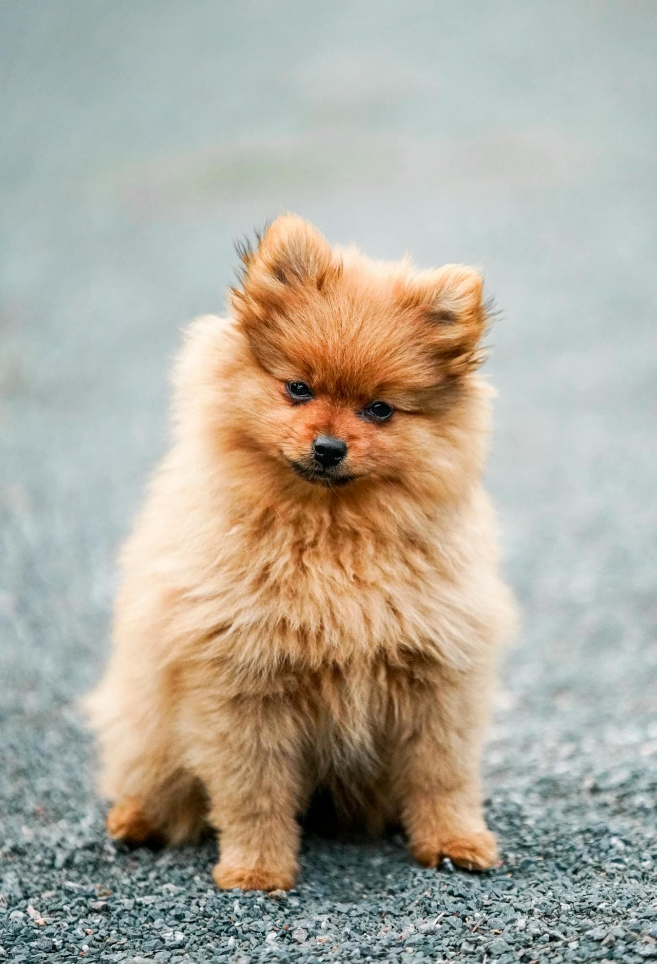 Pomeranian