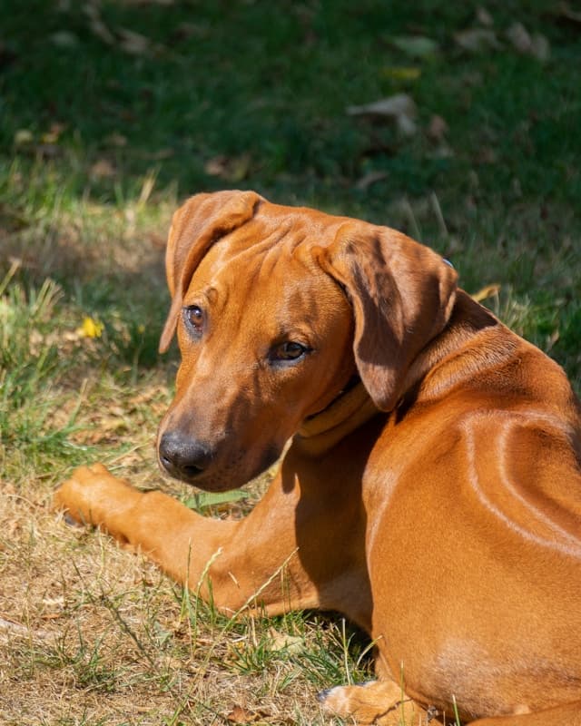 Rhodesian Ridgeback
