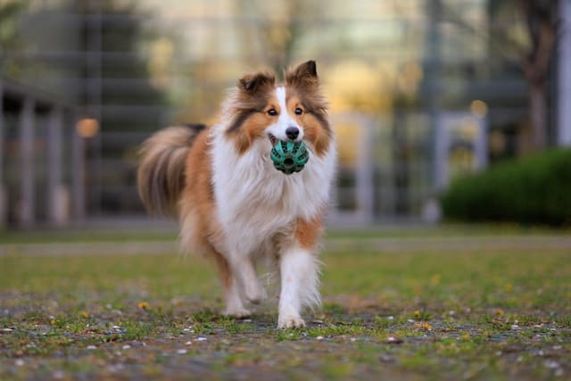 Shetland Sheepdog
