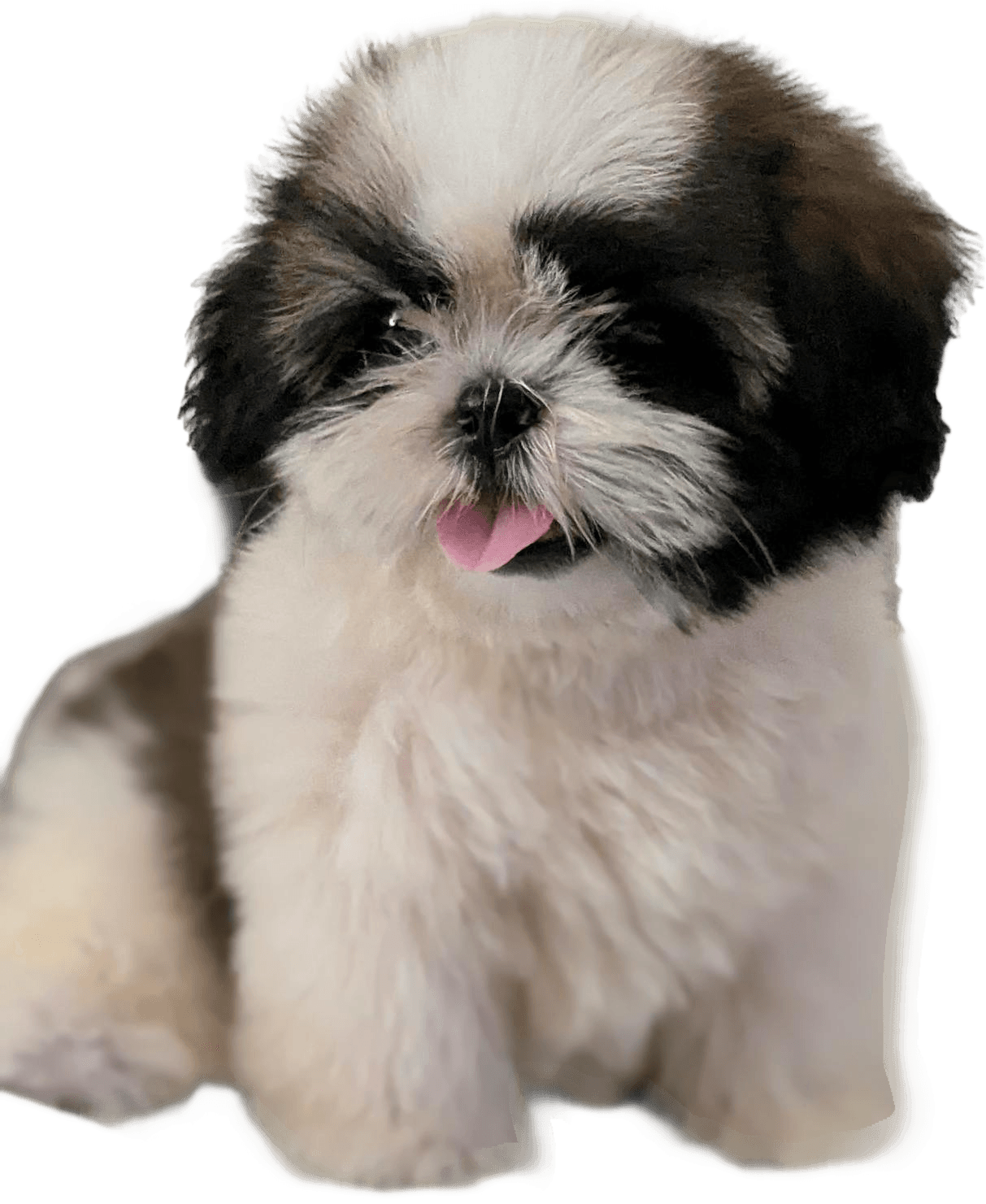 Shih Tzu