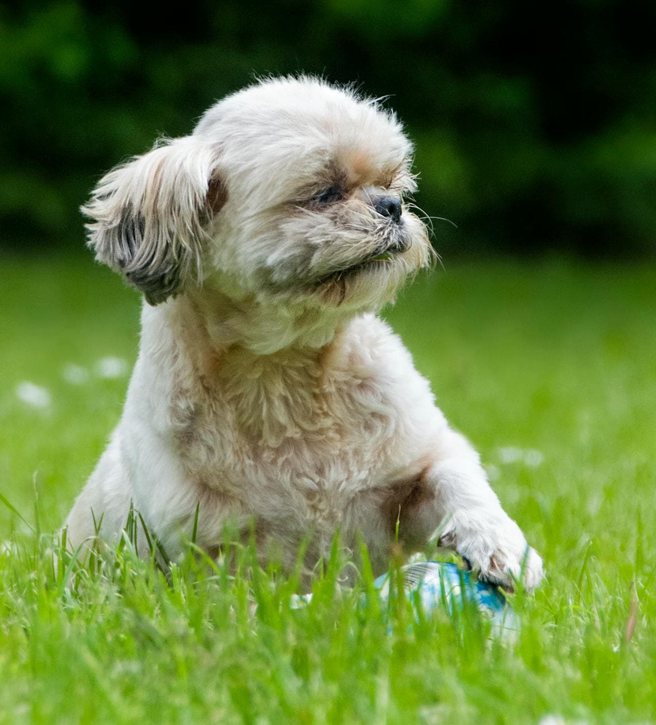 Shih Tzu