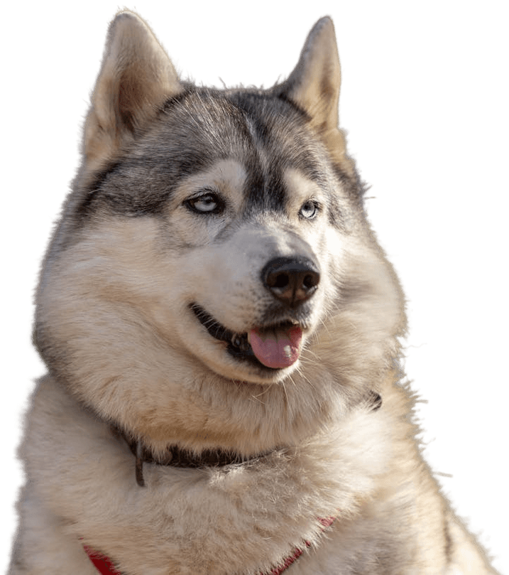 Siberian Husky
