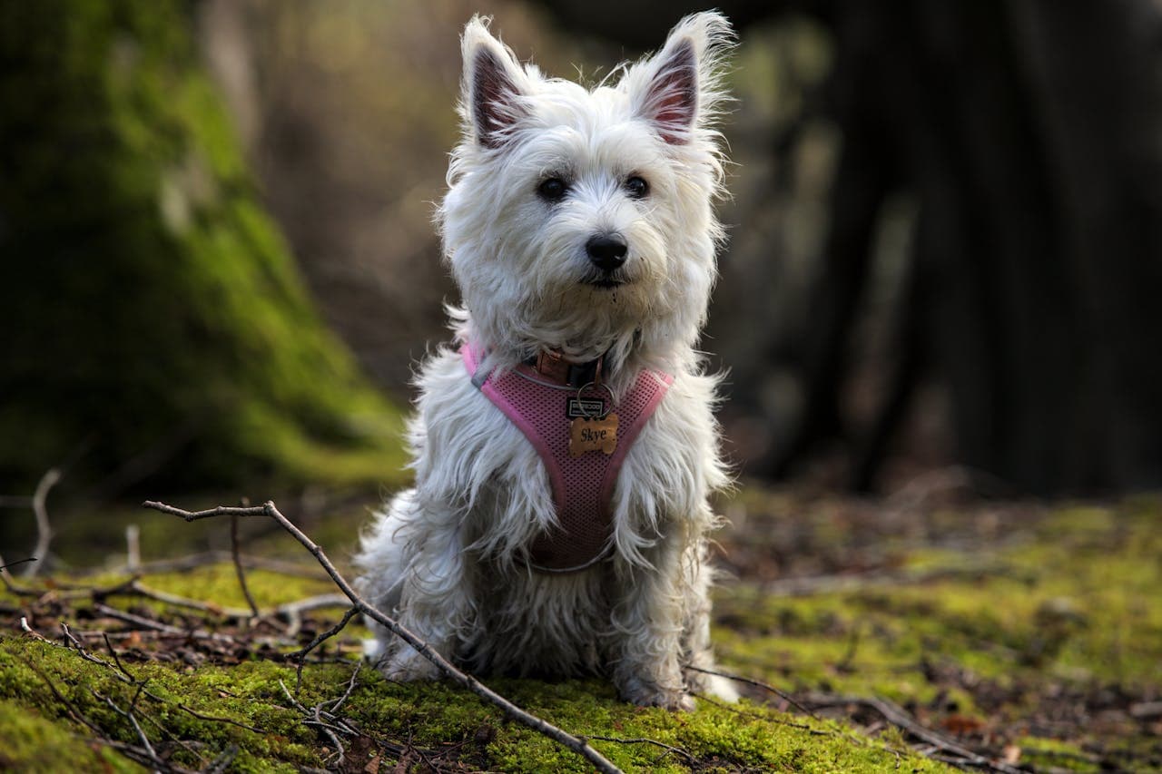 West Highland White Terrier
