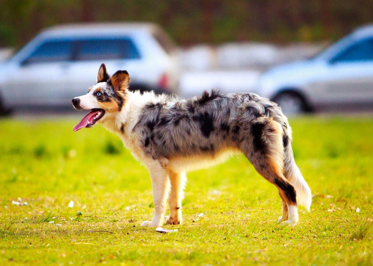 Best Dog Breeds for an Active Lifestyle