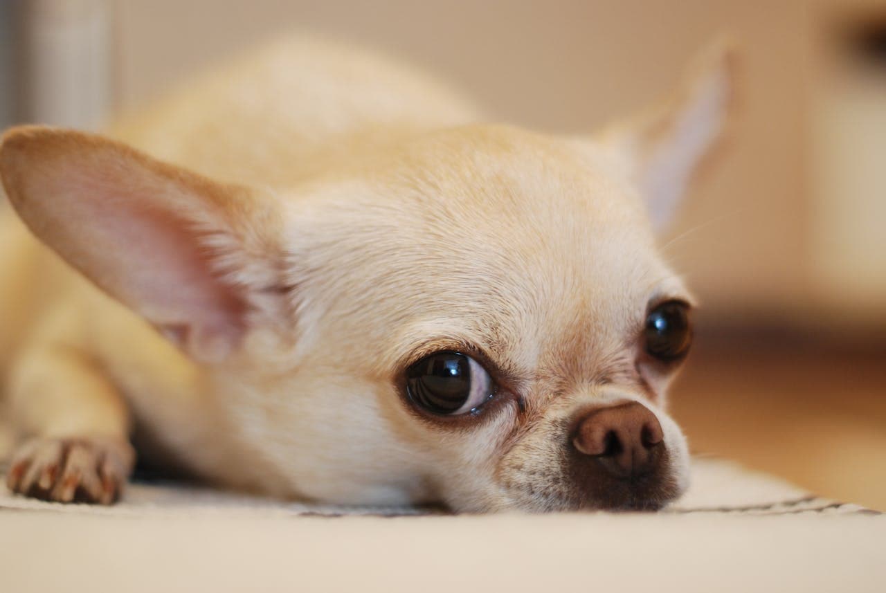 Small Dog Breeds Perfect for Apartment Living
