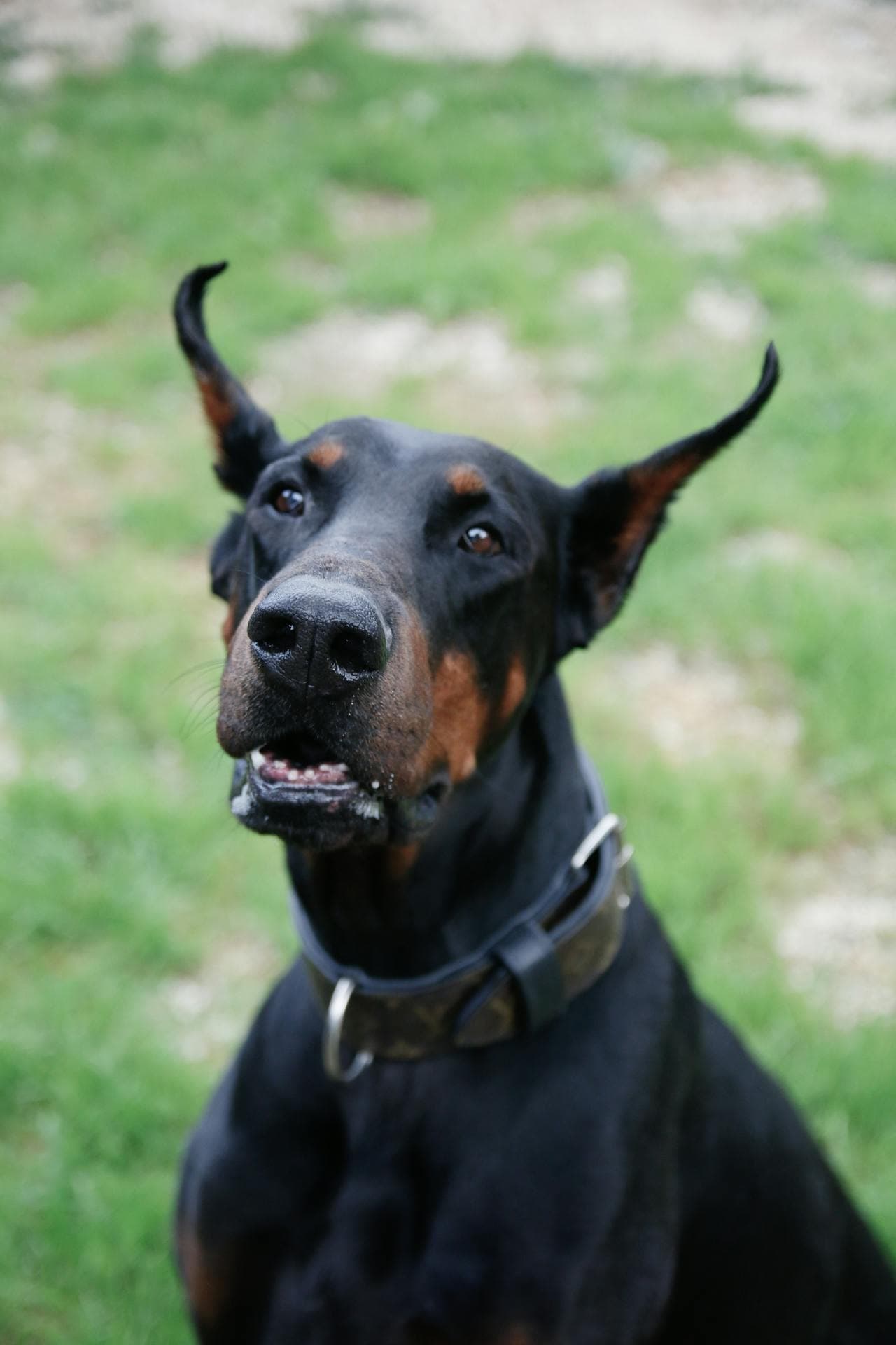 Doberman Pinscher