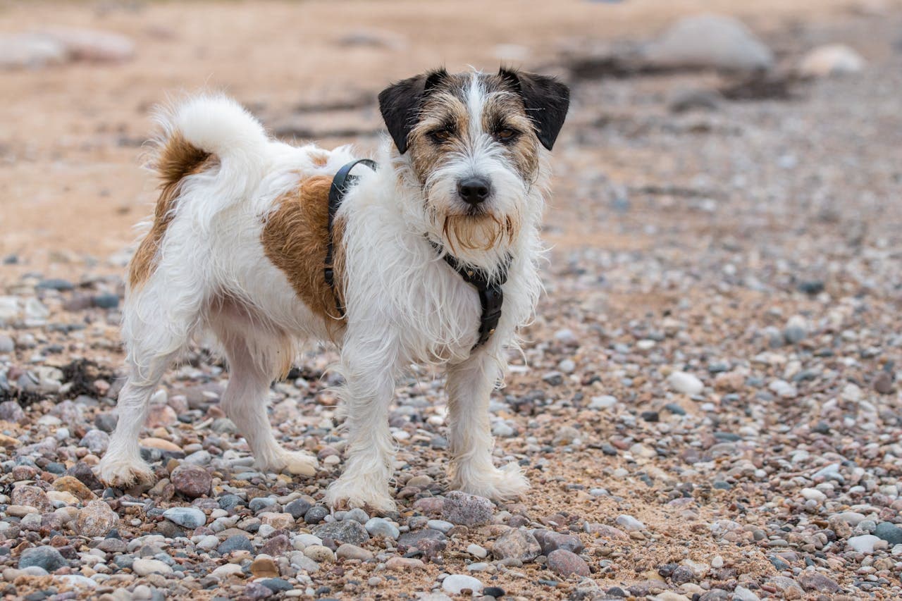 Discover Your Dog's Personality Type: A Fun Guide