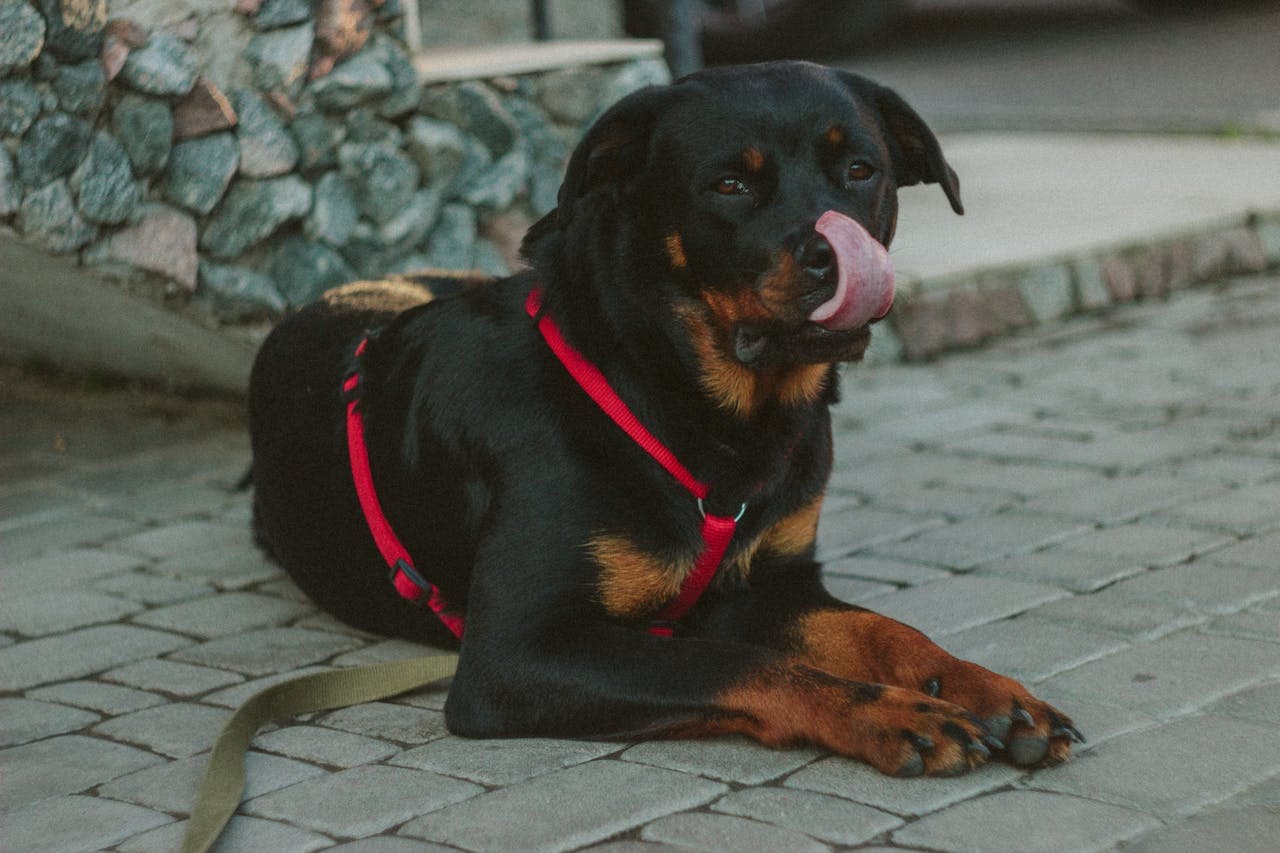 Rottweiler