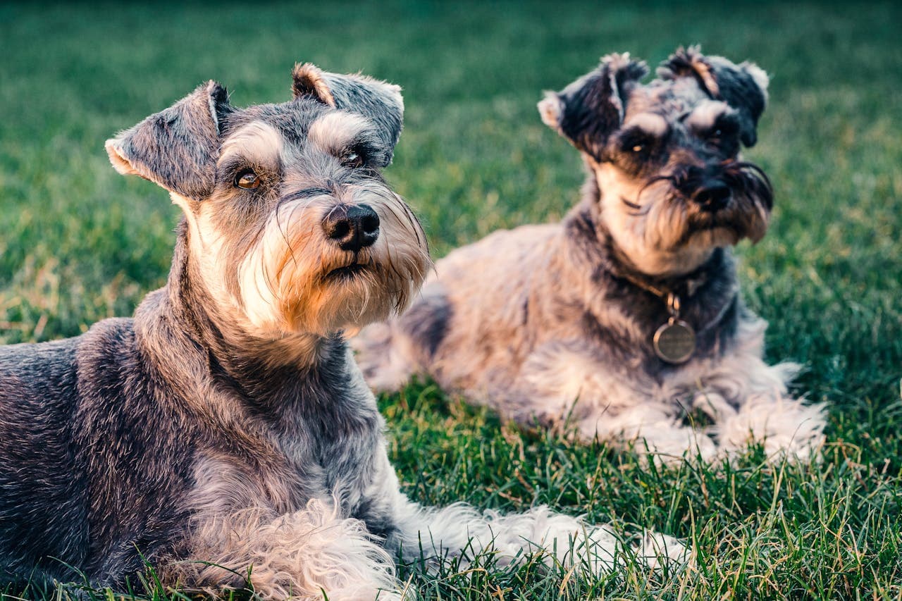 Terrier Dogs